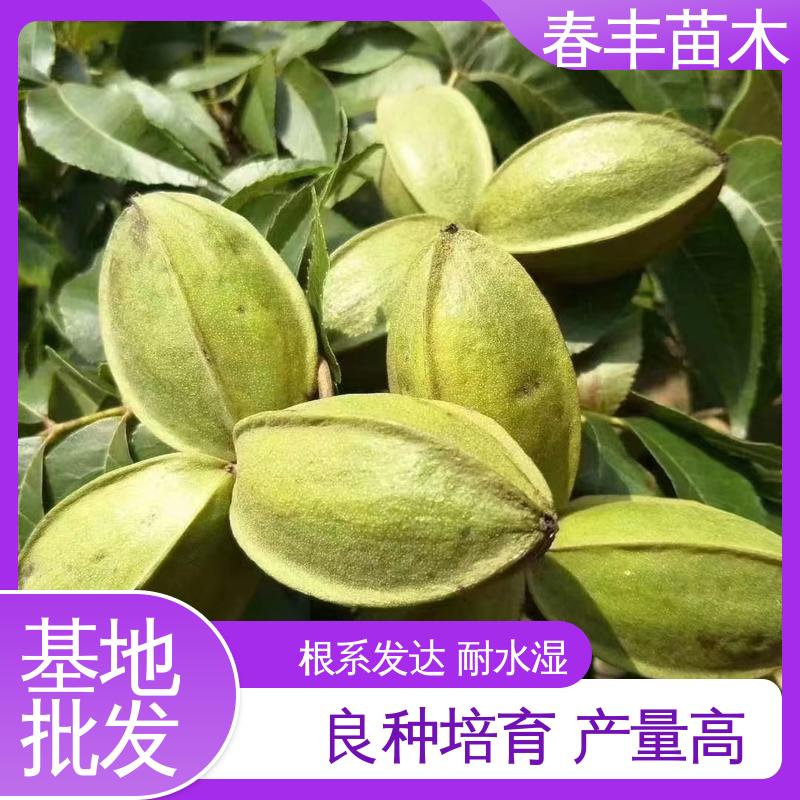 春丰苗木 美国山核桃袋苗1米高 产量高 成活率高 适应性强