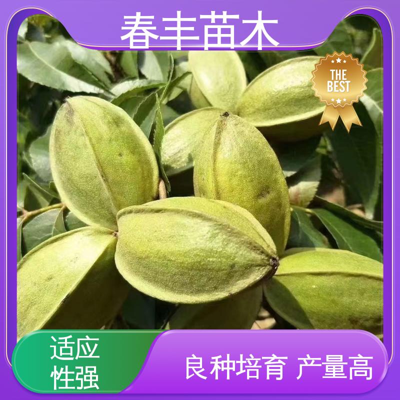 春丰苗木 碧根果杯苗2元批零销售 品质好 根系发达 耐水湿