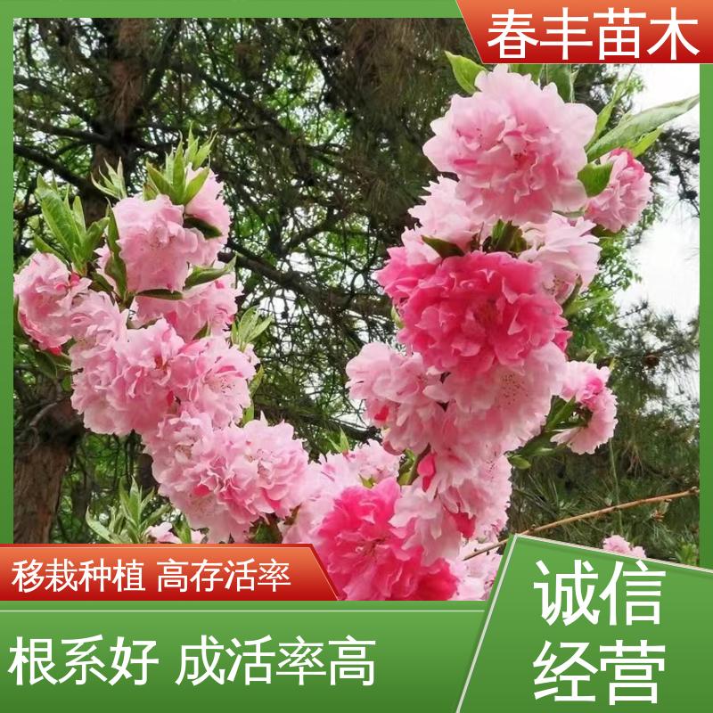 春丰苗木 基地现挖 粉碧桃50元上车价 花色艳丽动人