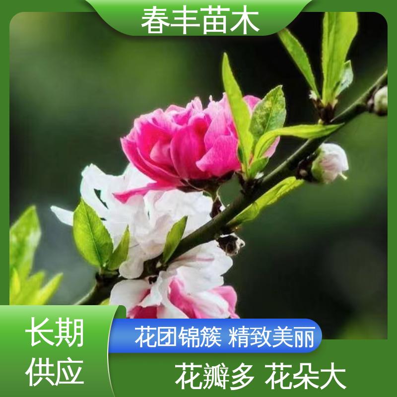 春丰苗木 基地现挖 品霞桃树6-8公分 质量合格 一条龙培育