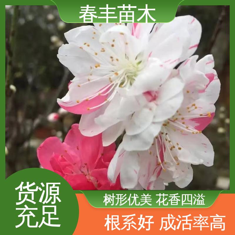 春丰苗木 基地现挖 招手桃30元打土球上车 成活率高 适应性强