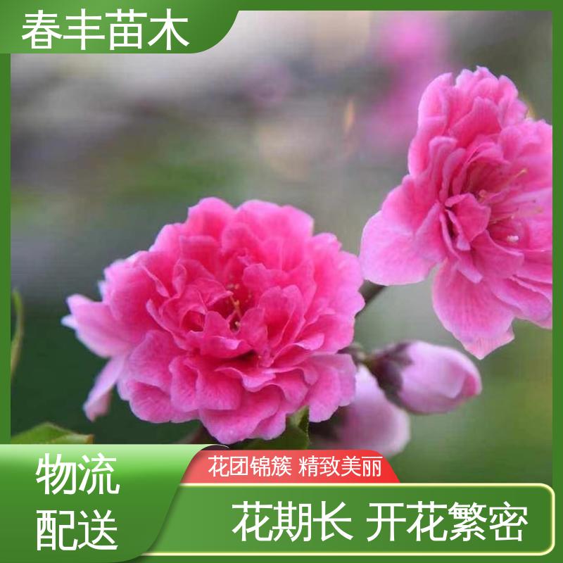 春丰苗木 基地现挖 照手桃50元上车价 成活率高 适应性强