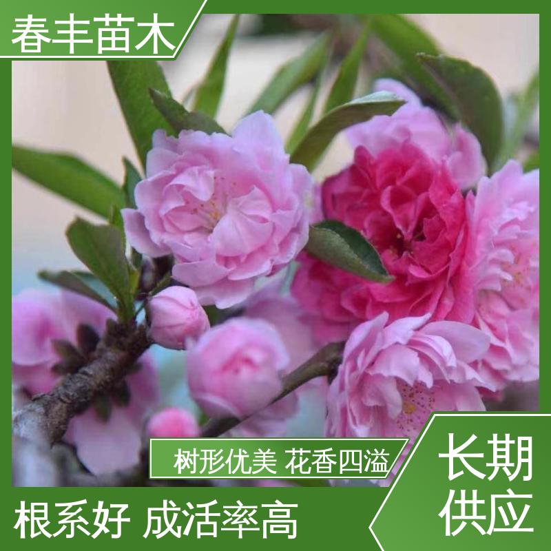 春丰苗木 基地供应 人面40元装车 花瓣多 花朵大 