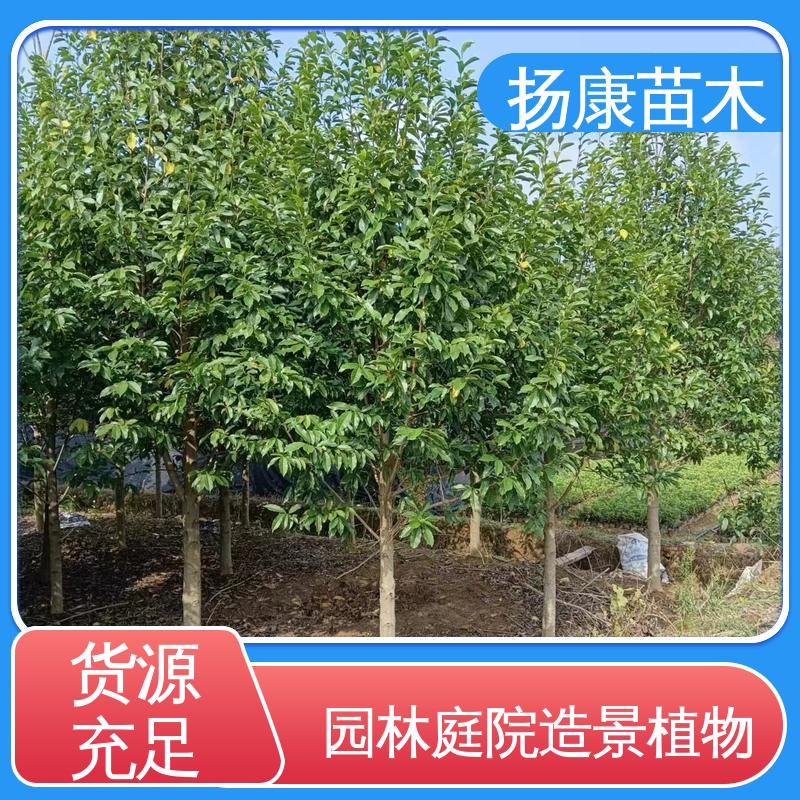 扬康苗木 乐 昌含笑苗 新农村市政绿化工程改造苗 树形丰富 成活率高