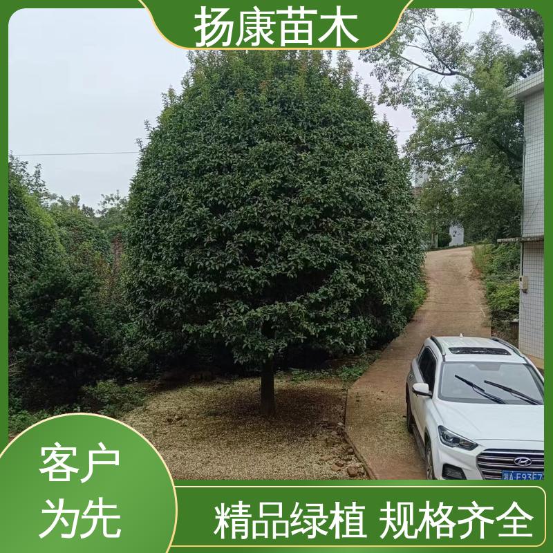 扬康苗木 18公分桂花 园林绿化专用树 高成活率 规格齐全