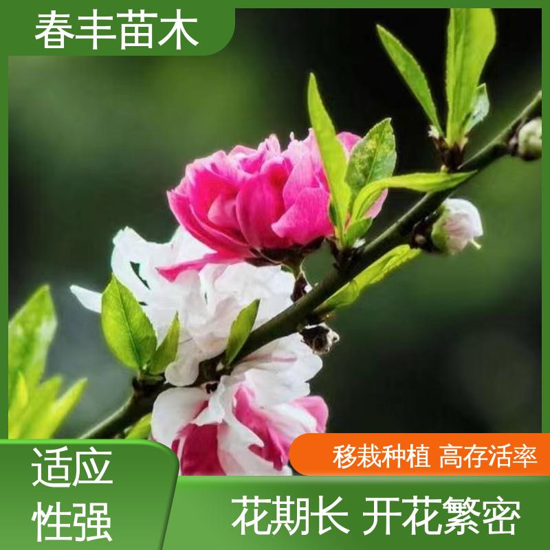 春丰苗木 基地供应 龙珠碧桃6-8公分 成活率高 适应性强