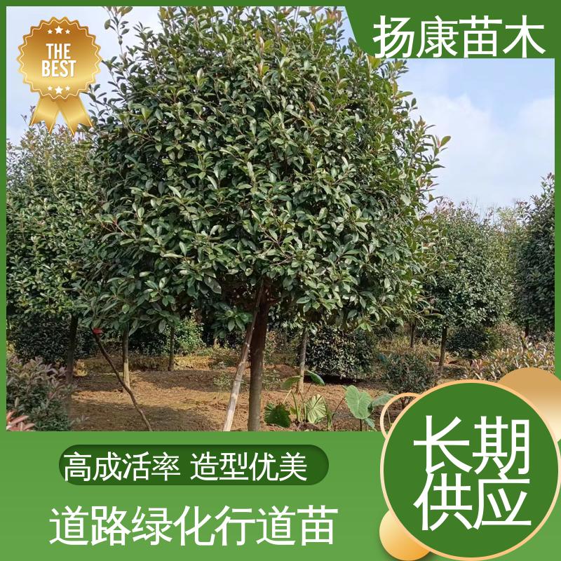 扬康苗木 小楠 道路绿化行道苗 适用性强 规格齐全