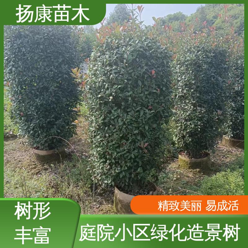 扬康苗木 基地供应 红叶石楠球 园林景区栽植 高端大气美观