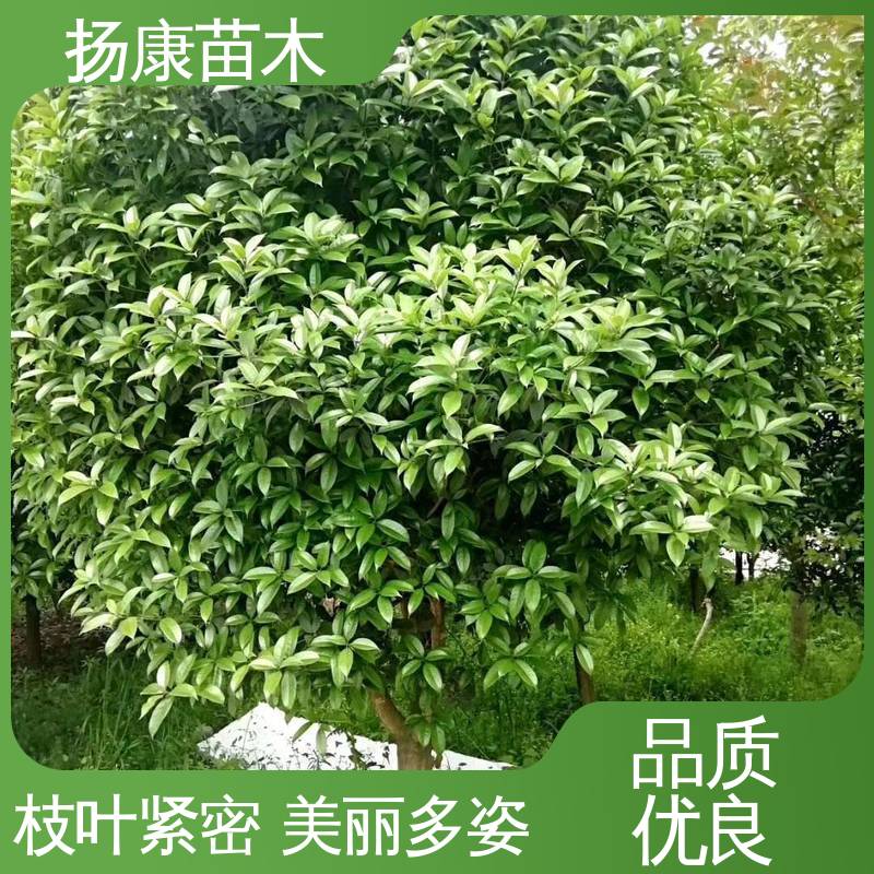 扬康苗木 基地供应 15公分桂花 庭院小区绿化造景树 枝叶紧密 美丽多姿