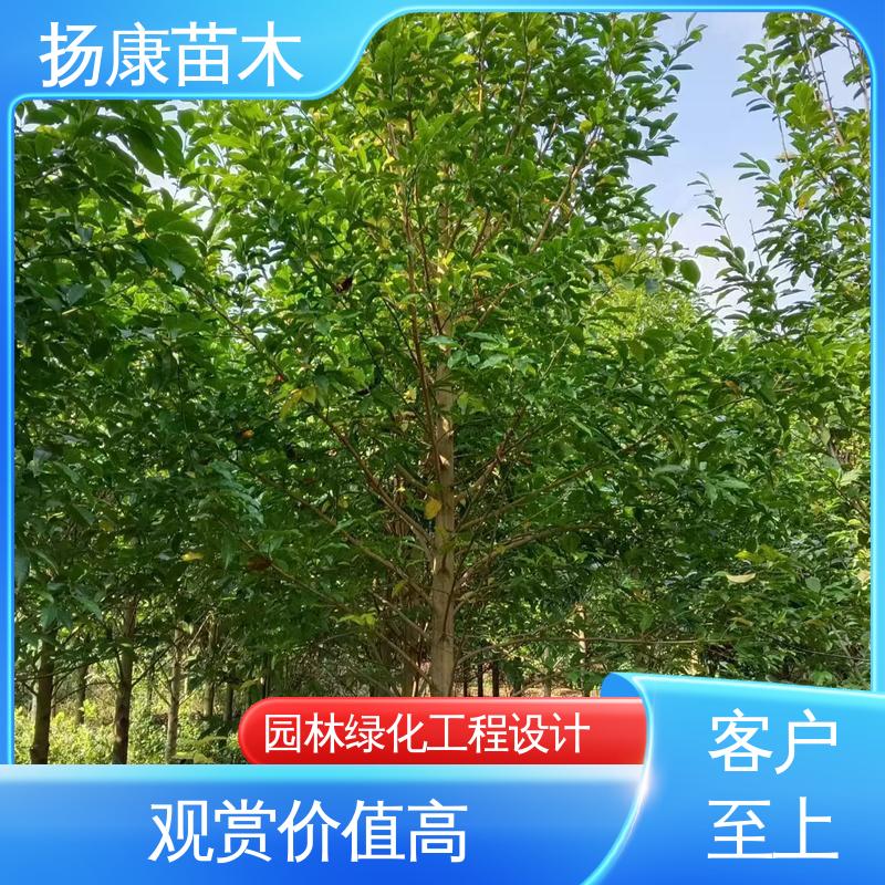 扬康苗木 20公分乐 昌合笑 园林绿化工程设计 精致美丽 易成活