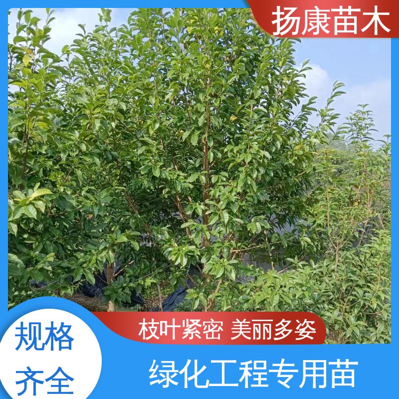 扬康苗木 精品乐 昌含笑 新农村市政绿化工程改造苗 树形丰富 成活率高