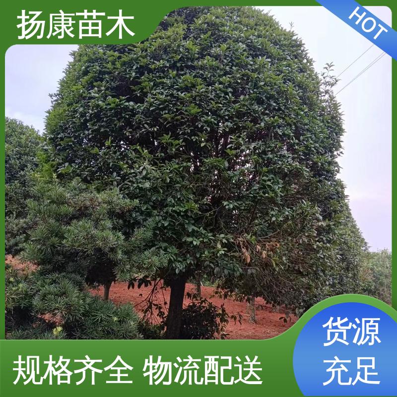 扬康苗木 四 川桂花 园林庭院造景植物 适用性强 规格齐全