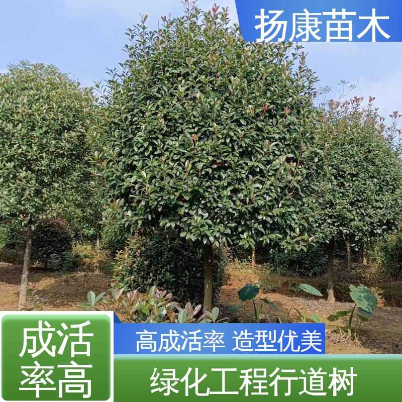 扬康苗木 红叶南栓 园区道路绿化苗 高端大气美观
