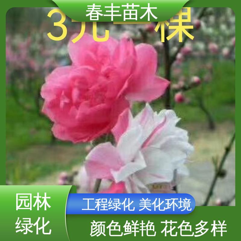 春丰苗木 基地供应 五宝桃50元上车价 花色艳丽动人