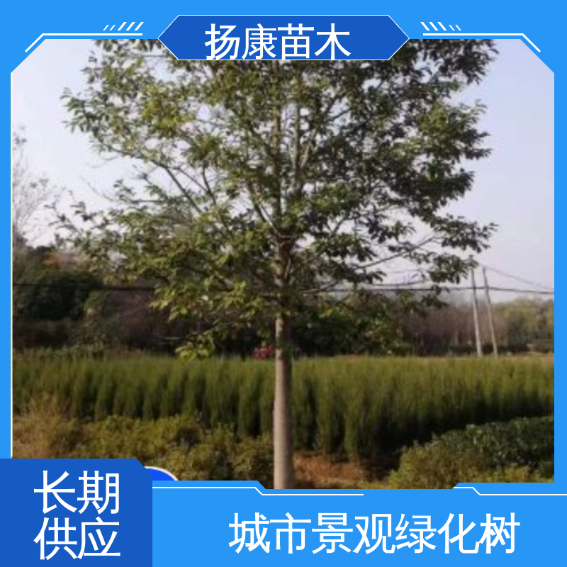 扬康苗木 精品乐 昌含笑 道路绿化行道苗 树形丰富 成活率高