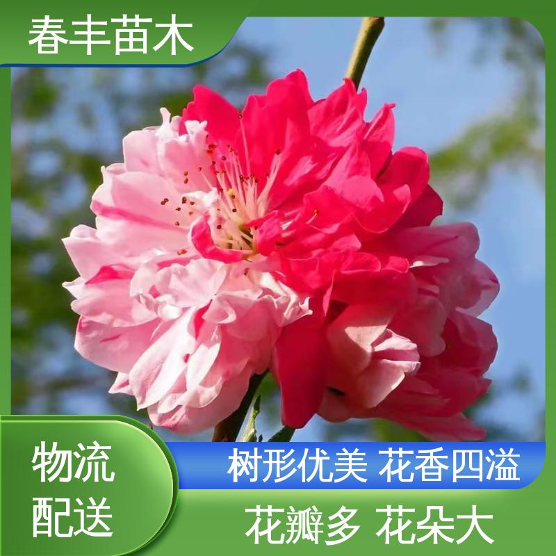 春丰苗木 找桃树苗生产 树形丰富 花香四溢 花瓣多 花朵大 效果佳