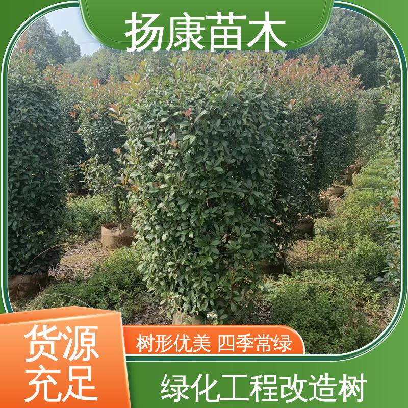扬康苗木 红叶石楠球 园林景区栽植 高成活率 规格齐全