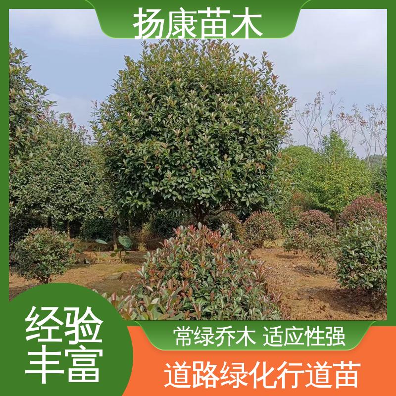 扬康苗木 小楠 园林庭院造景植物 高成活率 规格齐全