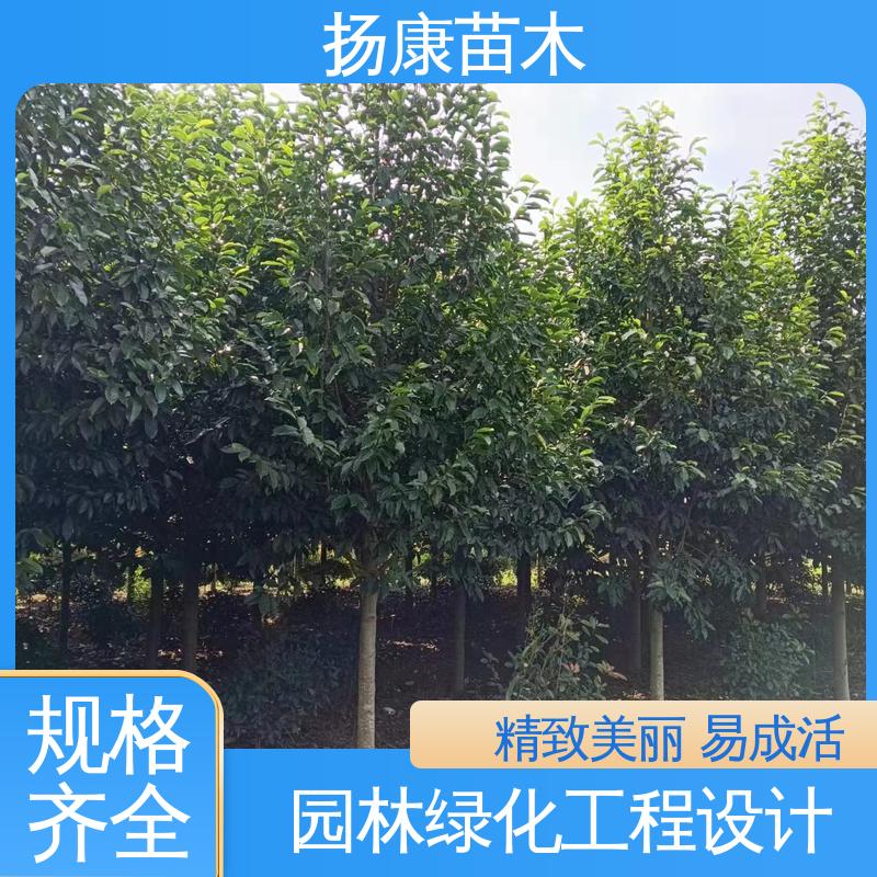 扬康苗木 基地供应 18公分乐 昌含笑 道路绿化行道苗 枝叶紧密 美丽多姿