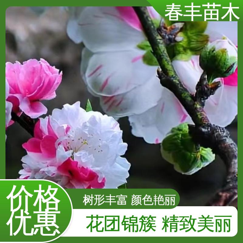 春丰苗木 基地供应 绯桃树30元打土球上车 移栽种植 高存活率