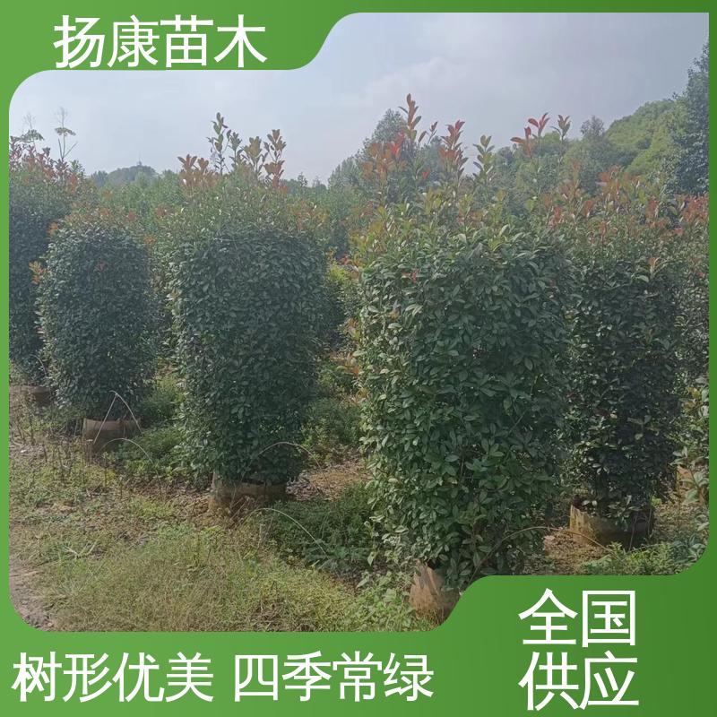扬康苗木 基地供应 红叶石楠球 园林景区栽植 造型优美 易成活