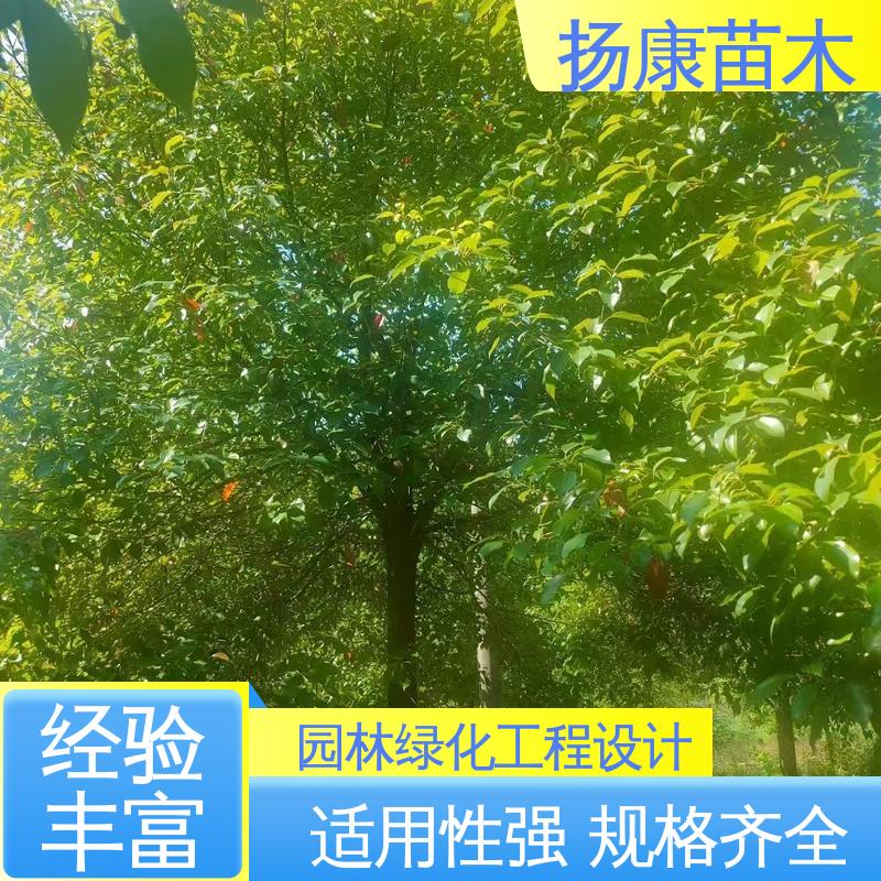 扬康苗木 云 南乐 昌合笑 庭院小区绿化造景树 高端大气美观