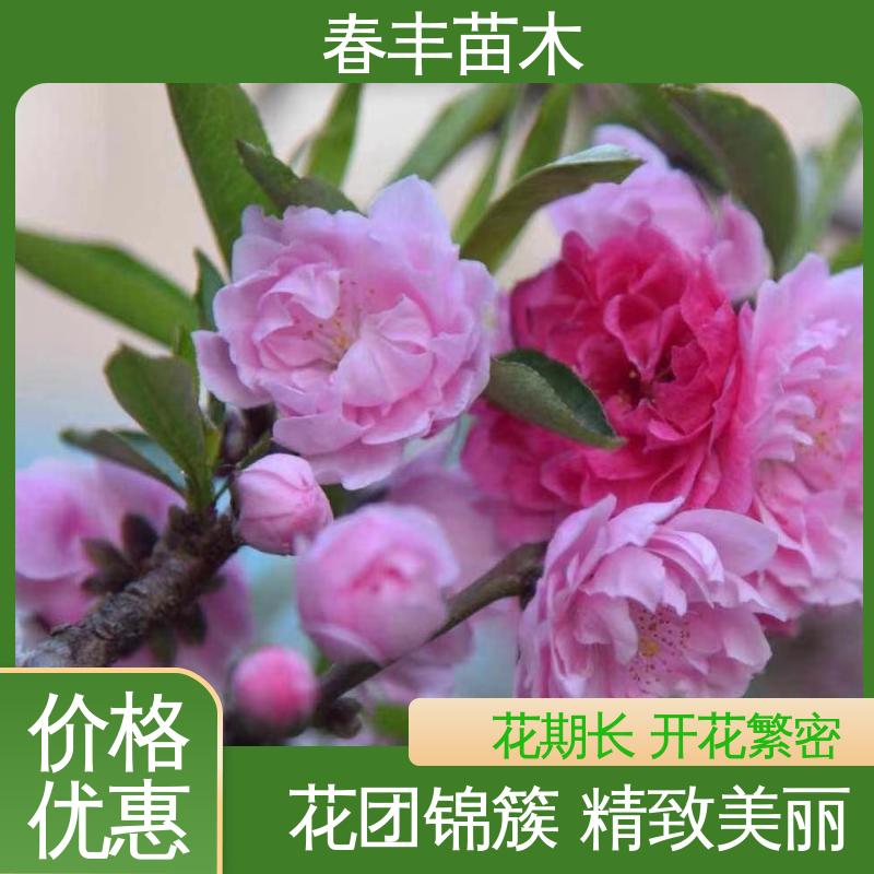 春丰苗木 基地现挖 五色碧桃30元打土球上车 规格齐全 品种纯正