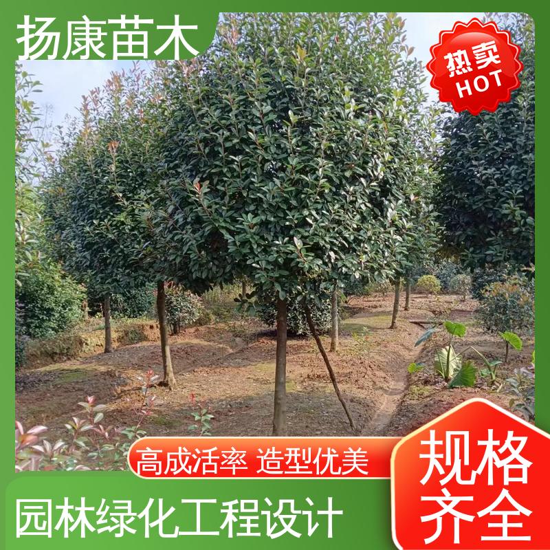 扬康苗木 基地供应 小楠 道路绿化行道苗 树形丰富 成活率高