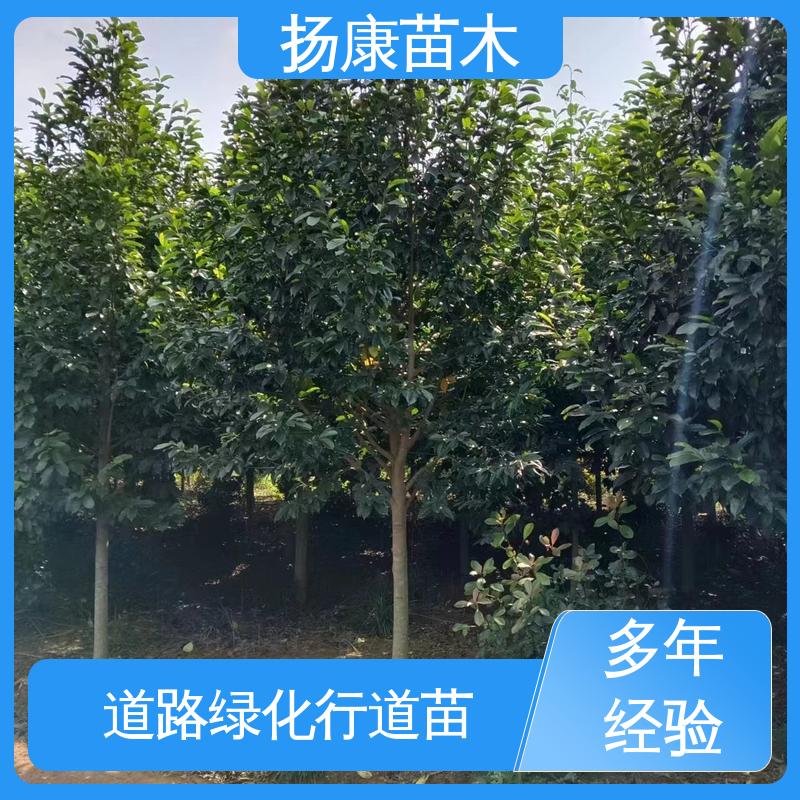扬康苗木 基地供应 18公分乐 昌含笑 园林景区栽植 观赏价值高