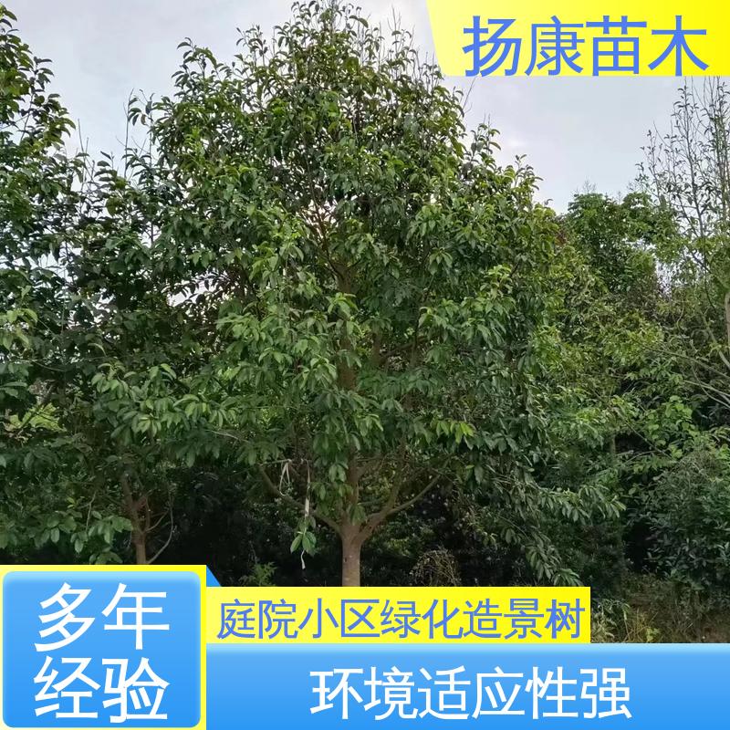 扬康苗木 20公分乐 昌合笑 新农村市政绿化工程改造苗 环境适应性强