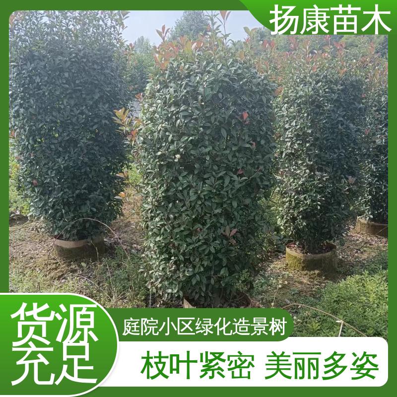 扬康苗木 红叶石楠球 城市景观绿化树 高端大气美观