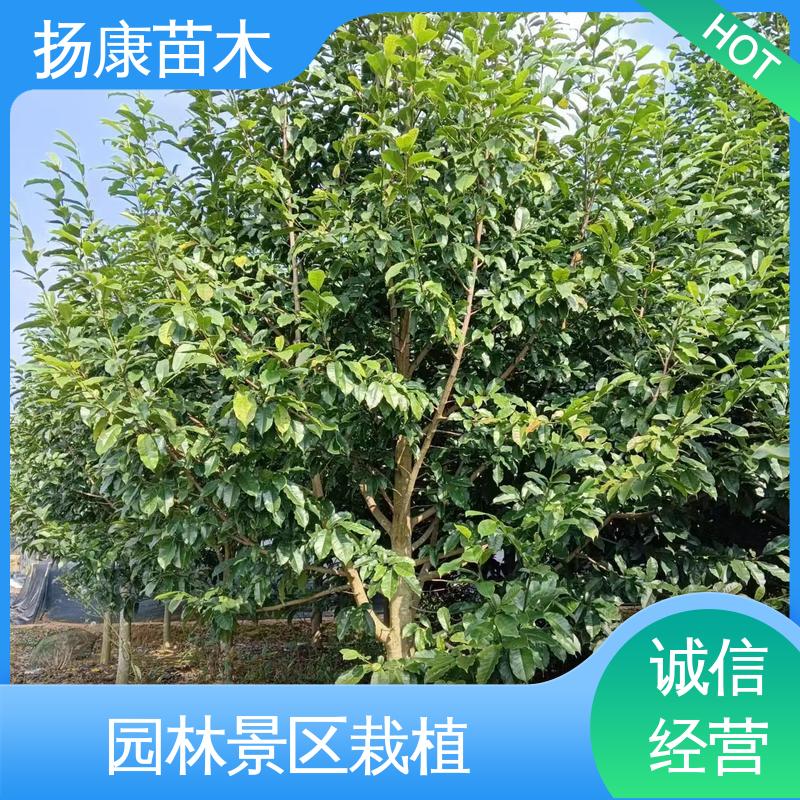 扬康苗木 乐 昌含笑批发 庭院小区绿化造景树 精致美丽 易成活