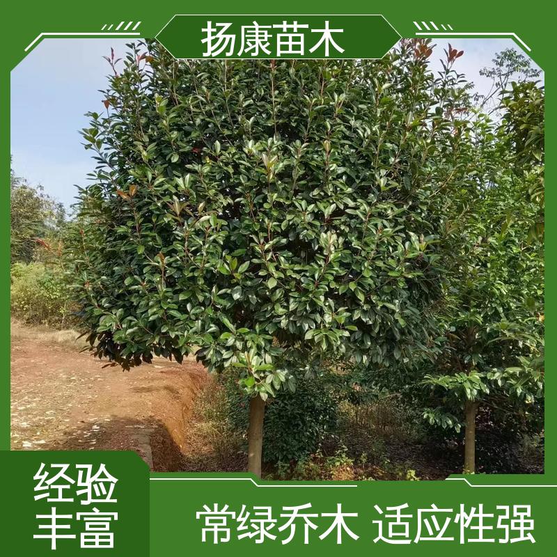 扬康苗木 纸石楠球 园林庭院造景植物 枝叶紧密 美丽多姿