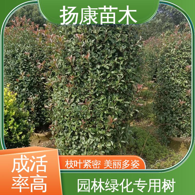扬康苗木 基地供应 红叶南栓 庭院小区绿化造景树 观赏价值高