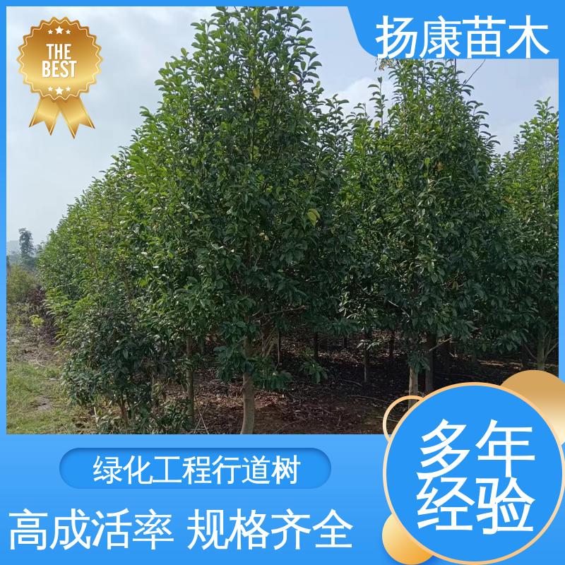 扬康苗木 乐 昌含笑 园林绿化工程设计 环境适应性强