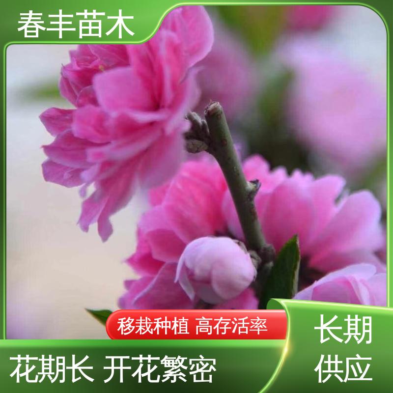 春丰苗木 基地供应 白花山碧桃40元装车 质量合格 一条龙培育