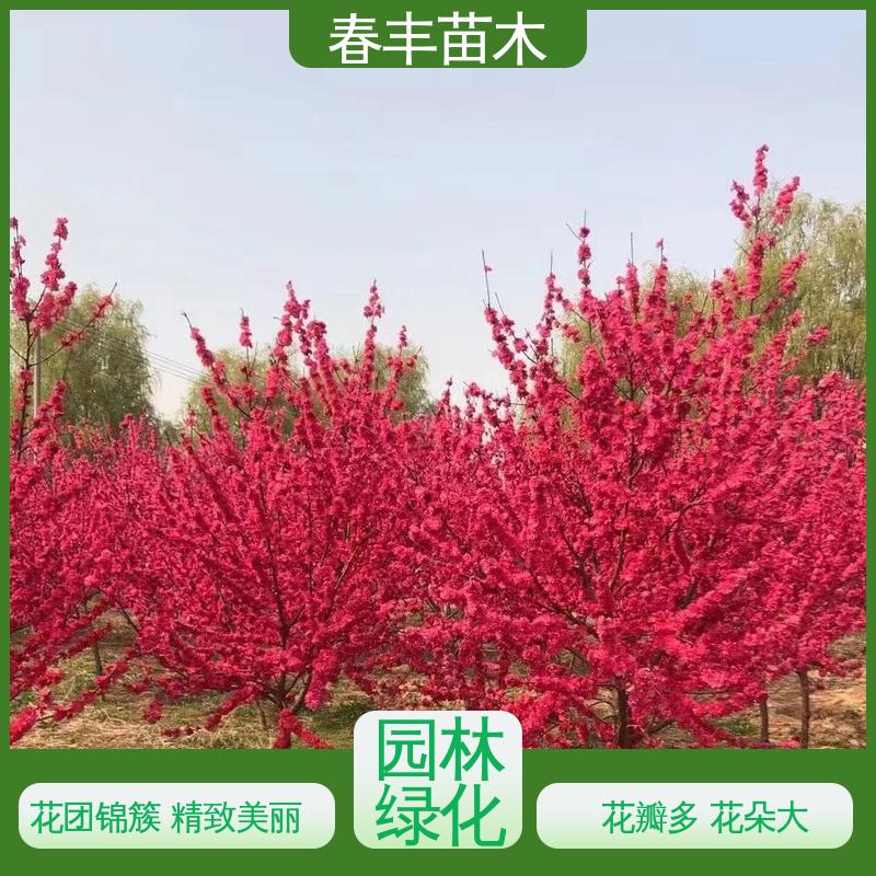 春丰苗木 基地现挖 绿叶碧桃6-8公分 质量合格 一条龙培育