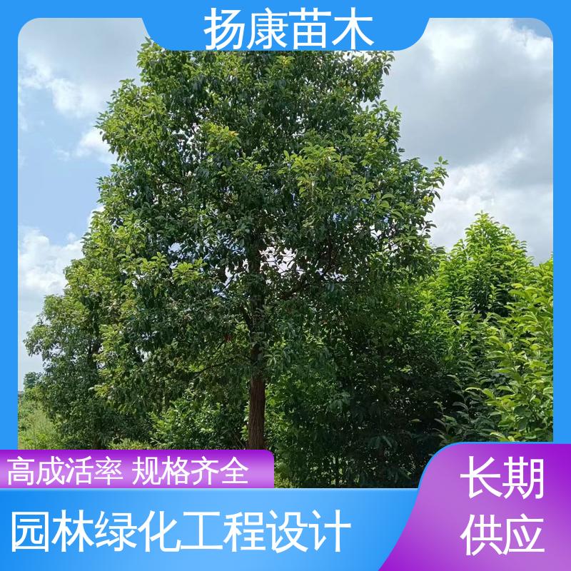 扬康苗木 基地供应 浙 江乐 昌含笑 绿化工程专用苗 精致美丽 易成活