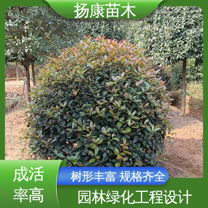 扬康苗木 基地供应 纸石楠球 绿化工程行道树 枝叶紧密 美丽多姿