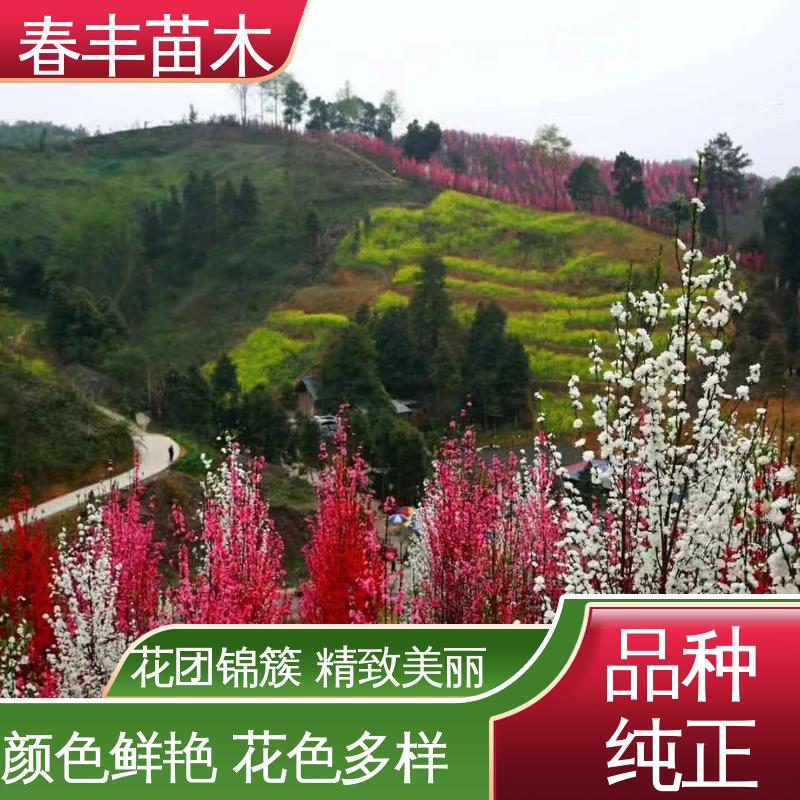 春丰苗木 基地供应 山桃40元装车 规格齐全 品种纯正