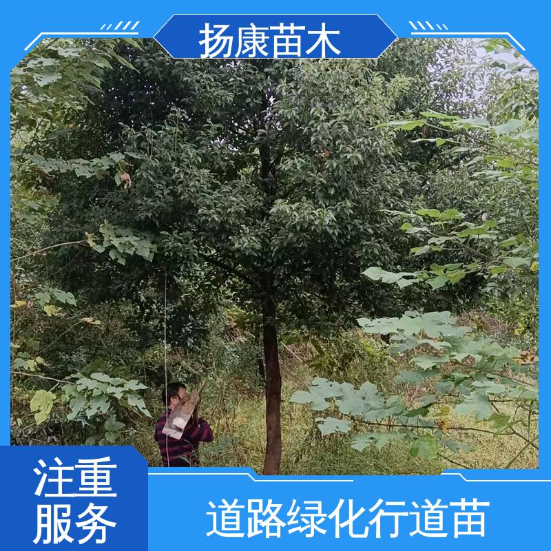 扬康苗木 基地供应 乐 昌含笑 绿化工程专用苗 树形丰富 成活率高