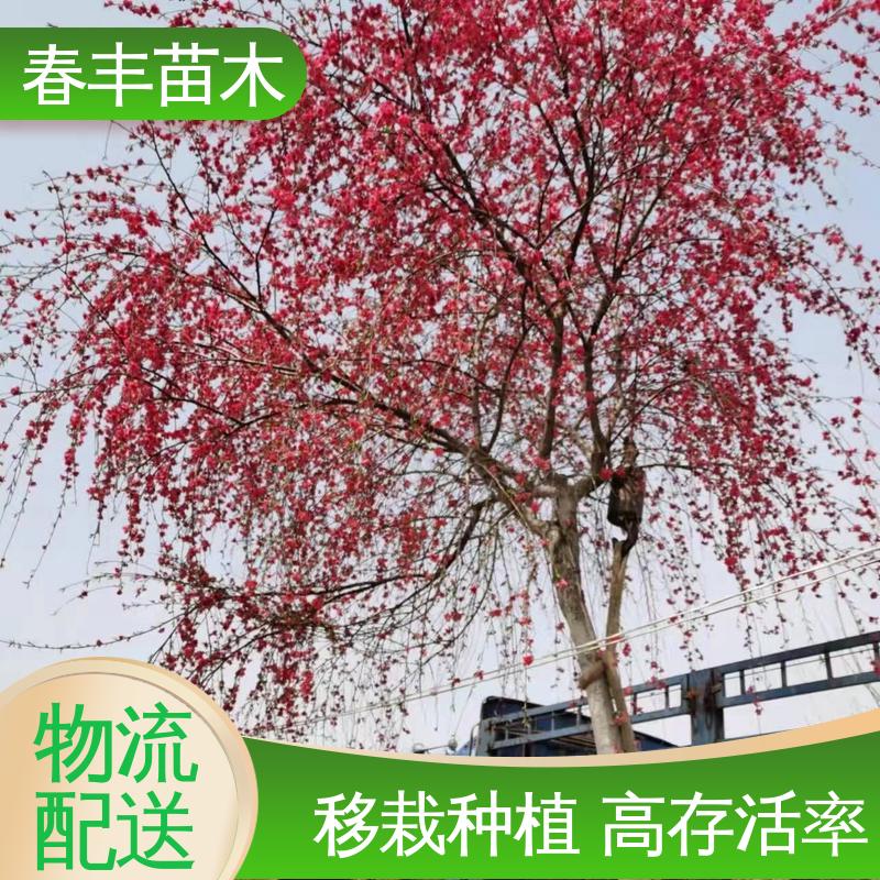 春丰苗木 观赏桃树基地培育 工程绿化 美化环境 颜色鲜艳 花色多样