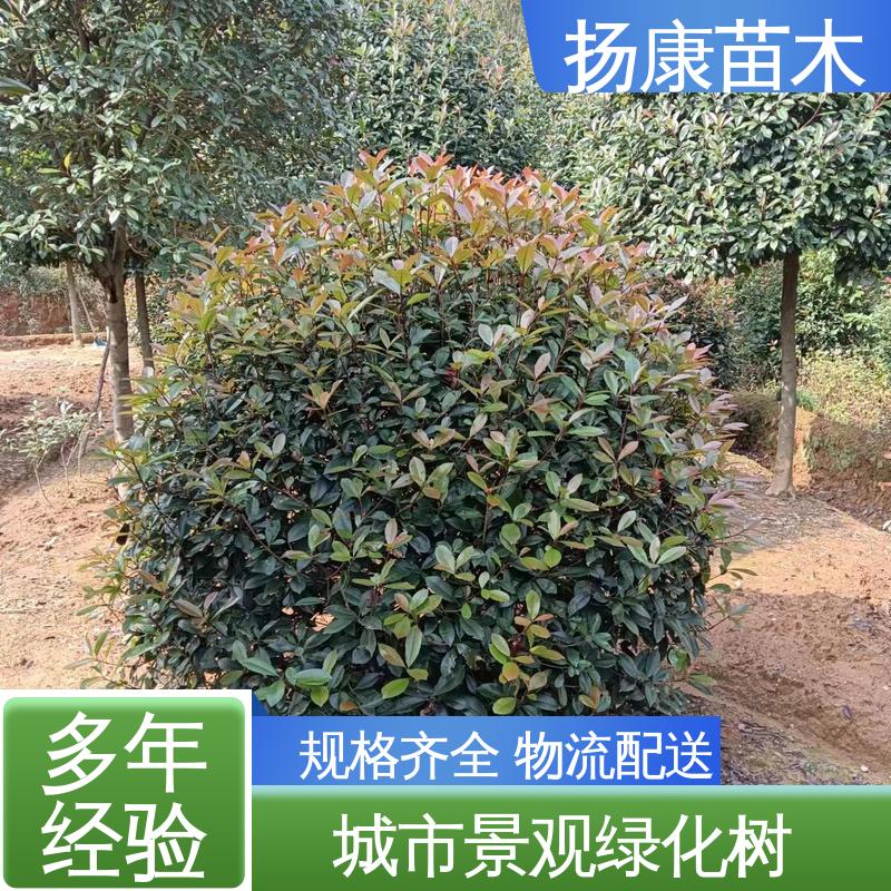 扬康苗木 基地供应 纸石楠球 庭院小区绿化造景树 造型优美 易成活
