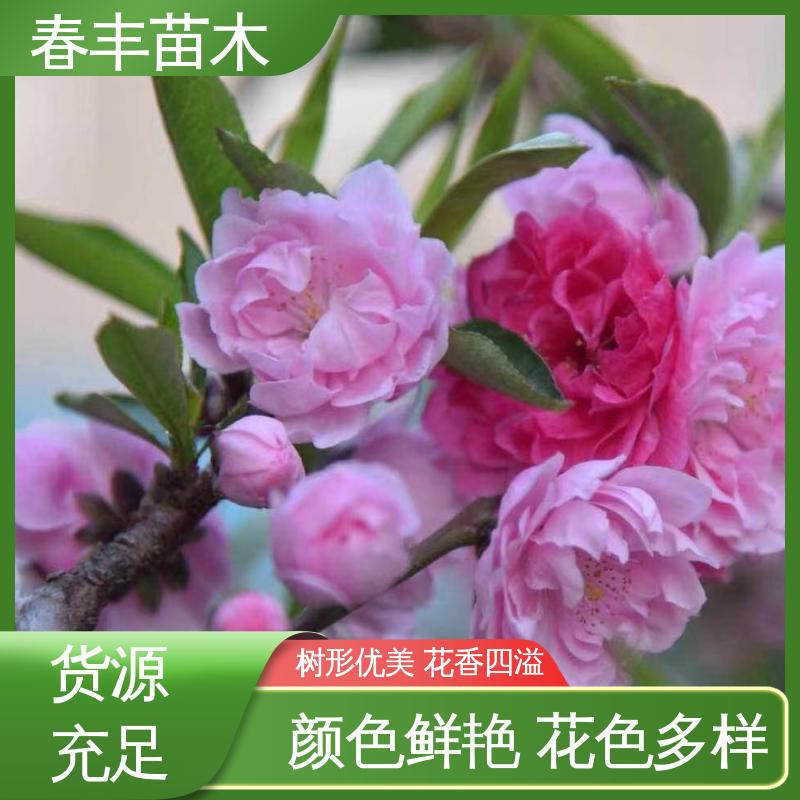 春丰苗木 基地现挖 撒金碧桃 8-10公分 花色艳丽动人