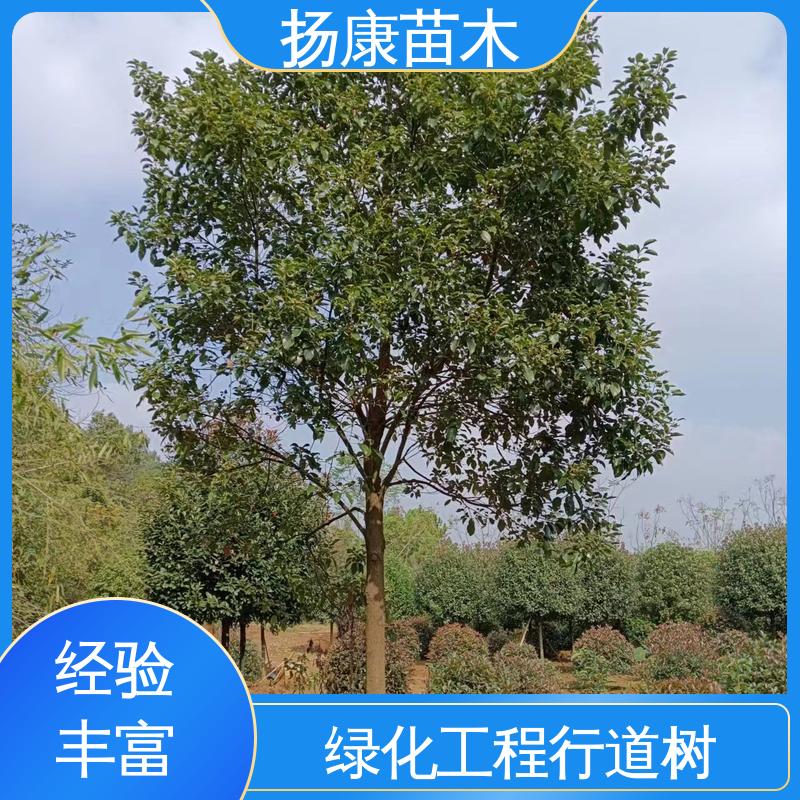 扬康苗木 乐 昌含笑批发 园林绿化工程设计 高端大气美观