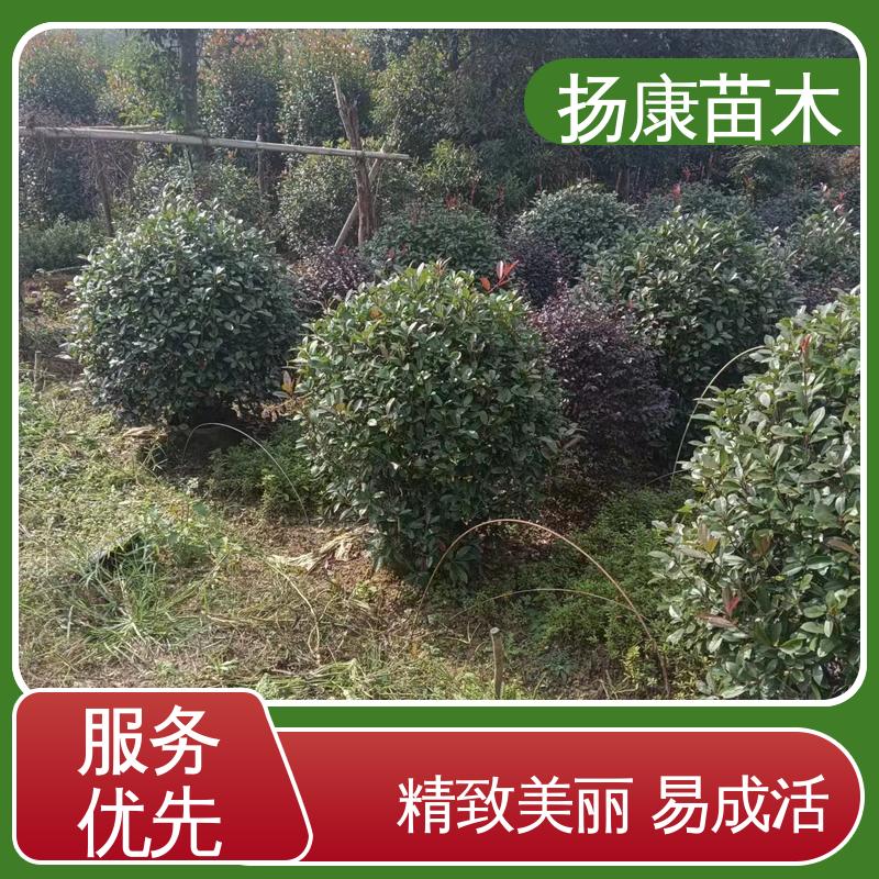 扬康苗木 红叶南栓 园区道路绿化苗 精致美丽 易成活