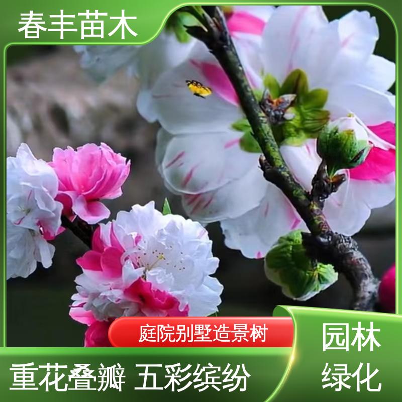 春丰苗木 基地供应 垂枝桃6-8公分 花色艳丽动人