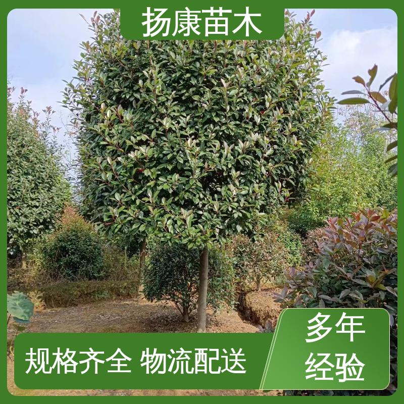 扬康苗木 基地供应 纸石楠球 园林景区栽植 高成活率 规格齐全