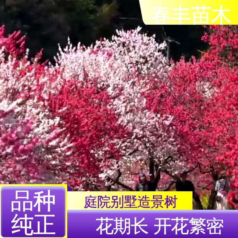 春丰苗木 找桃树苗3元一株 工程绿化 美化环境 成活率高 适应性强