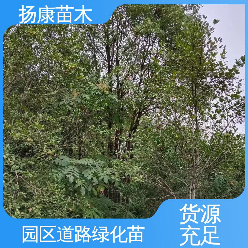 扬康苗木 基地供应 四 川乐 昌含笑 绿化工程行道树 造型优美 易成活